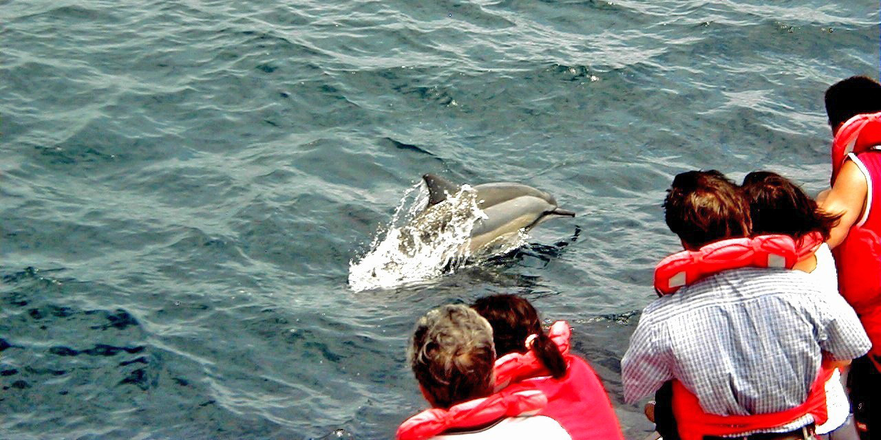 whale